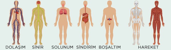 İnsan vücudu sistemleri: Dolaşım, solunum, sinir, sindirim, boşaltım sistemleri şeması